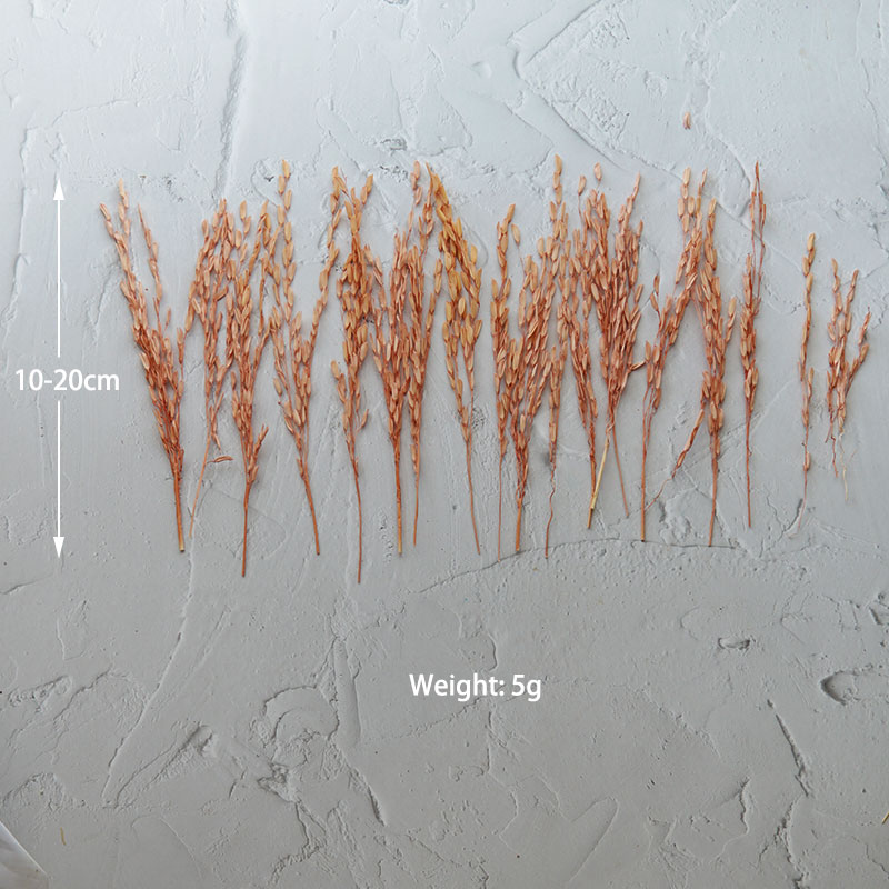 5g/Broomcorn Dyed Dried Nature - огляд і ціна Candle Making Uk